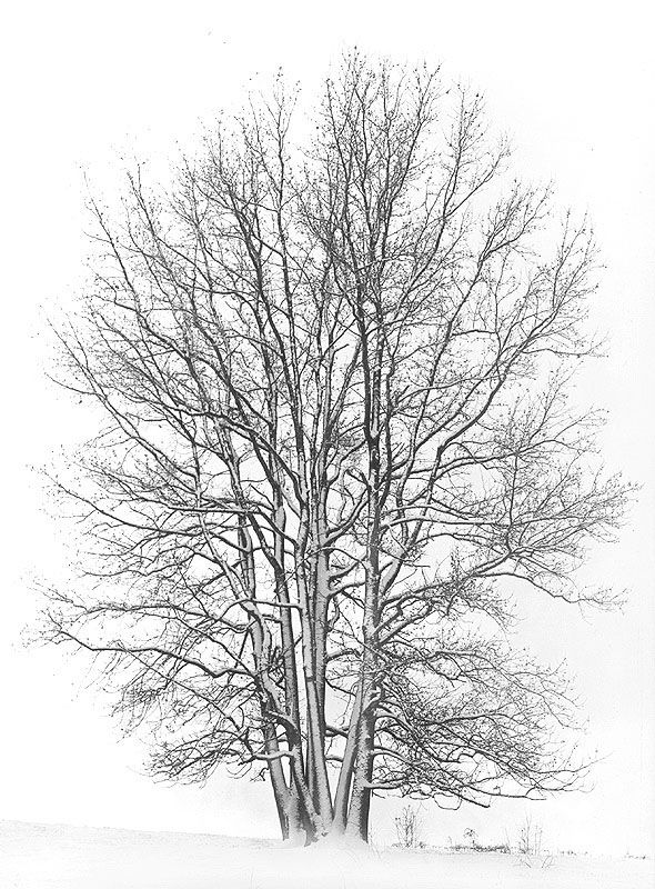 WinterTree.jpg