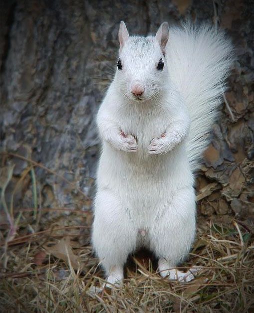 whitey.jpg