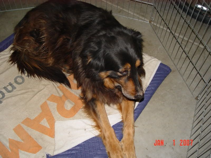 mydog001.jpg