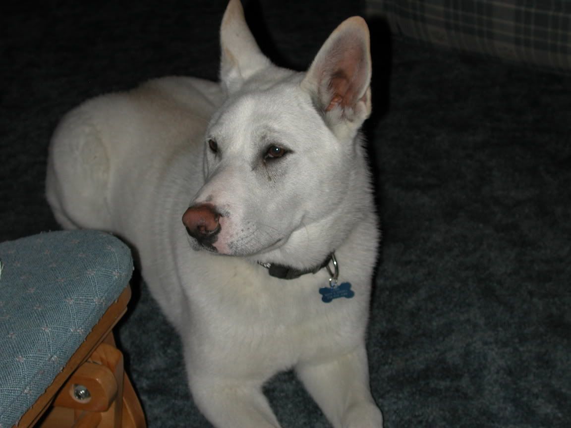 Basenji Husky Mix