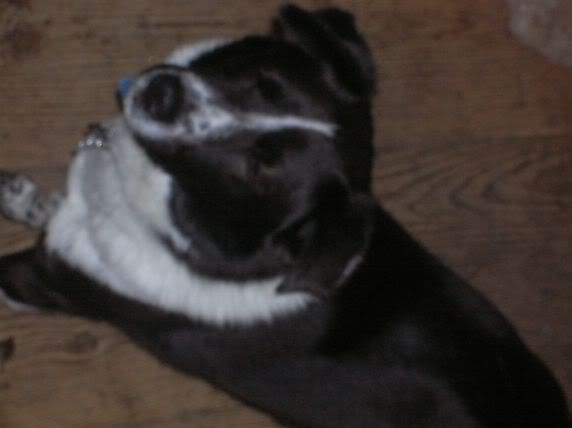 [http://img.photobucket.com/albums/v139/Zell65/dog1.jpg]