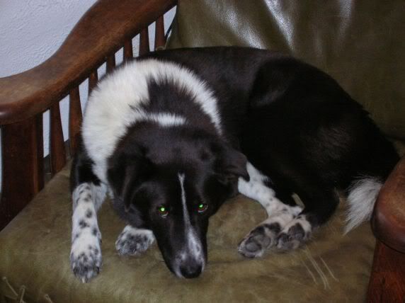 [http://img.photobucket.com/albums/v139/Zell65/dog2.jpg]