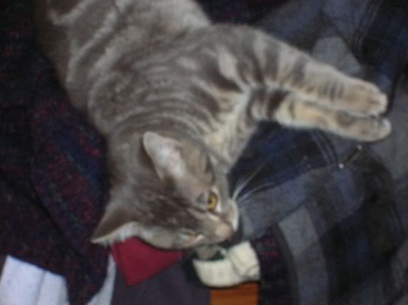 [http://img.photobucket.com/albums/v139/Zell65/kitty.jpg]