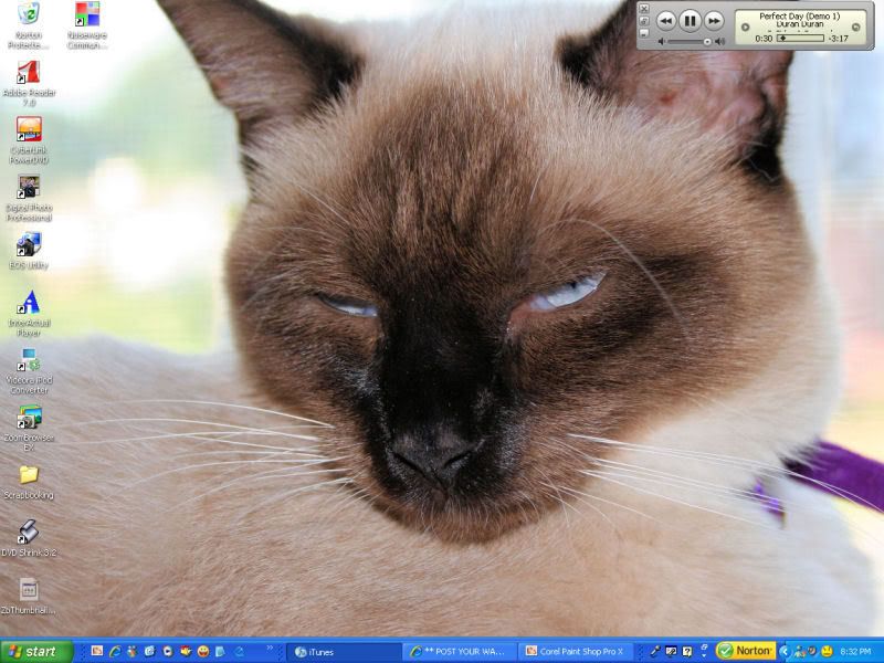 IMAGE: http://img.photobucket.com/albums/v139/katiesmom99/Miscellaneous/cocowp1.jpg