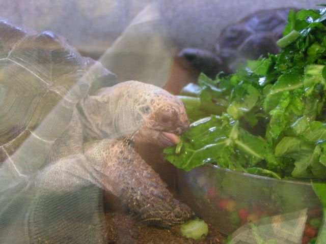 IMAGE: http://img.photobucket.com/albums/v139/lbbkturtle/PICT2190.jpg