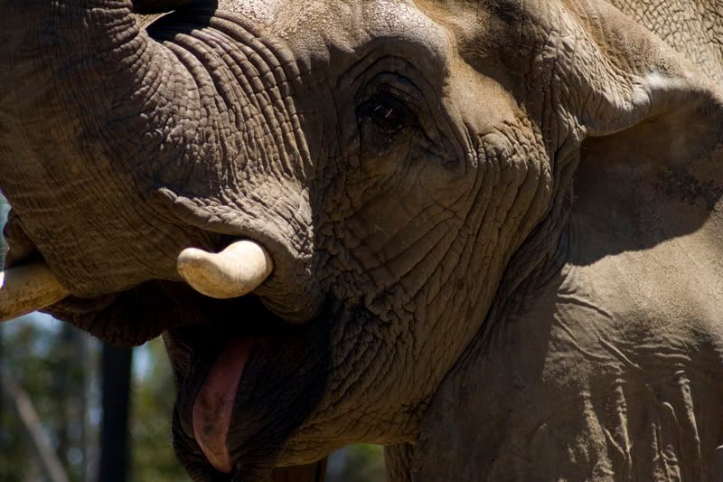 IMAGE: http://img.photobucket.com/albums/v139/lbbkturtle/_MG_8350_0157.jpg