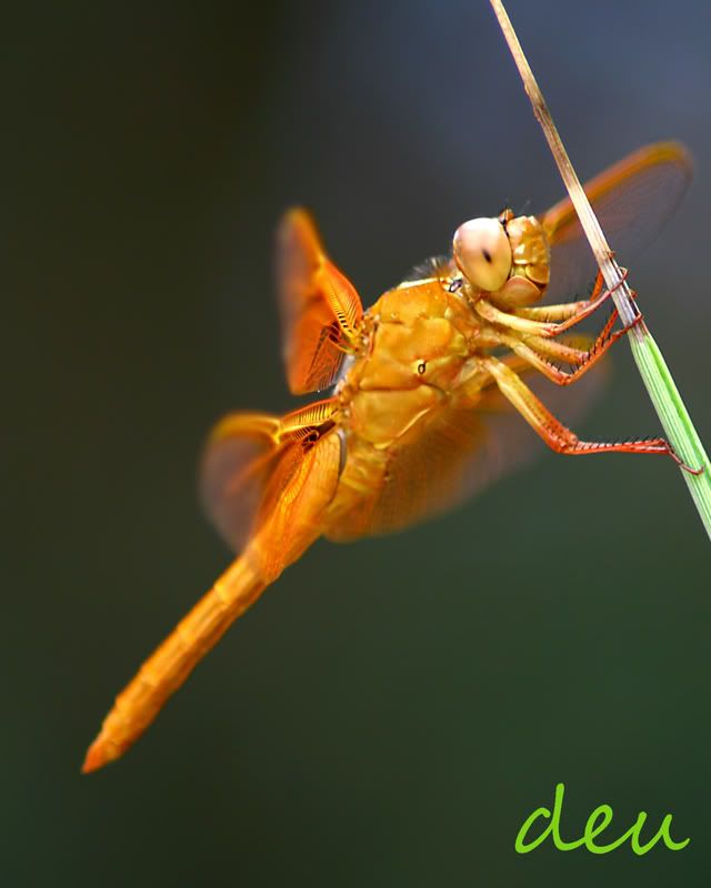 IMAGE: http://img.photobucket.com/albums/v139/lbbkturtle/bugs/dragonflysidewm8x10.jpg
