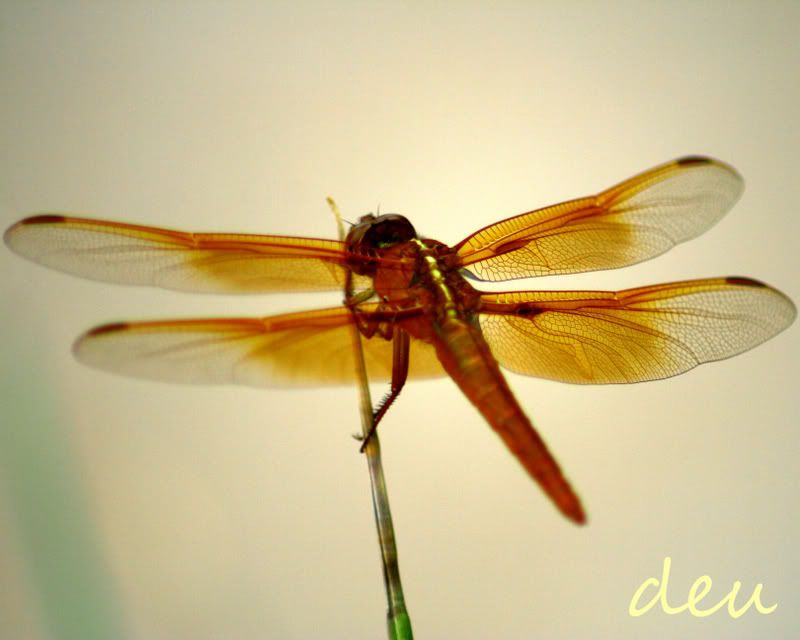 IMAGE: http://img.photobucket.com/albums/v139/lbbkturtle/bugs/dragonflywm8x10.jpg