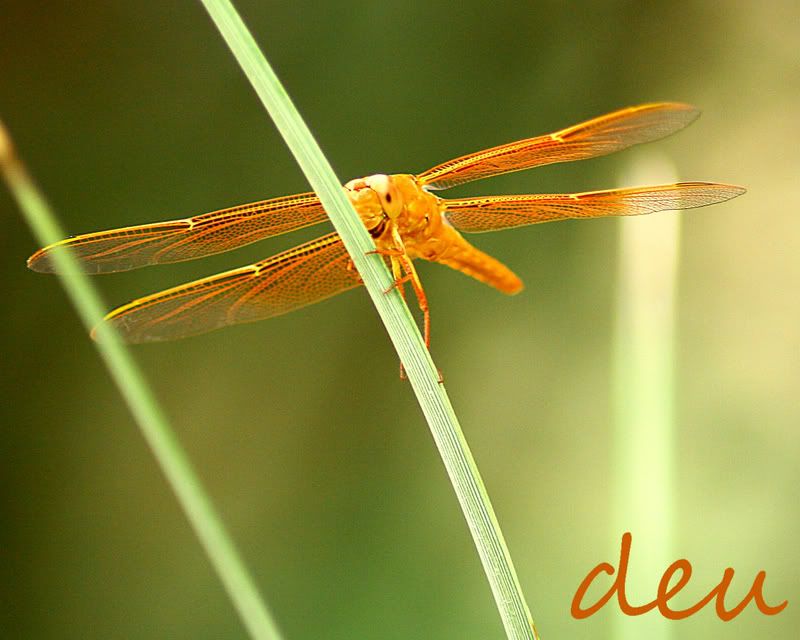 IMAGE: http://img.photobucket.com/albums/v139/lbbkturtle/bugs/orangedragonflywm8x10.jpg