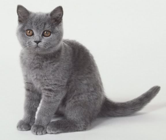 [Image: chartreux.jpg]