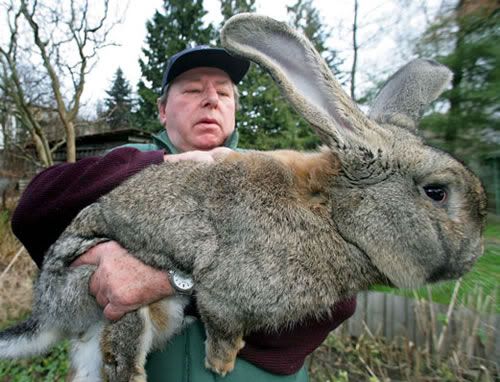 [Image: giant-rabbit2.jpg]