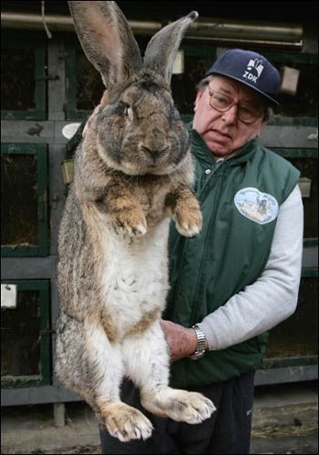 [Image: huge-rabbit-01.jpg]