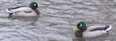 Image hosting by Photobucket