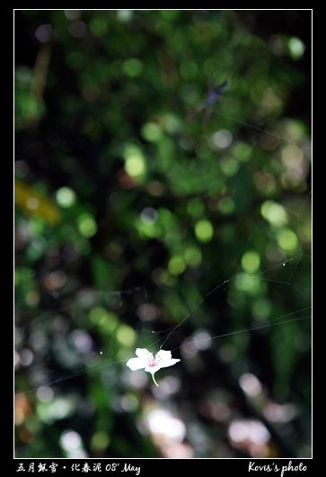 花與蜘蛛絲