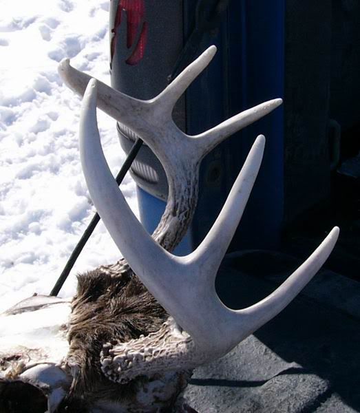Littlebuck3.jpg