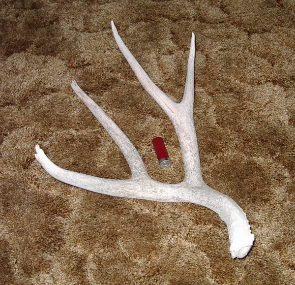 OldMulie.jpg