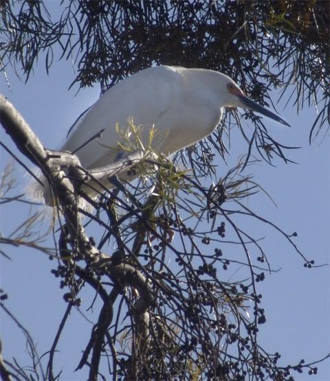 egret1w.jpg