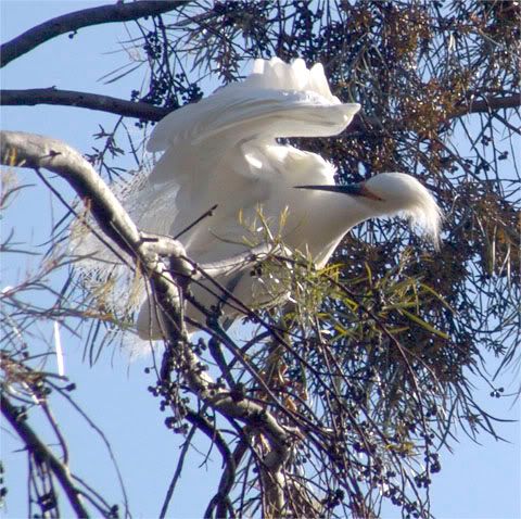 underwing.jpg