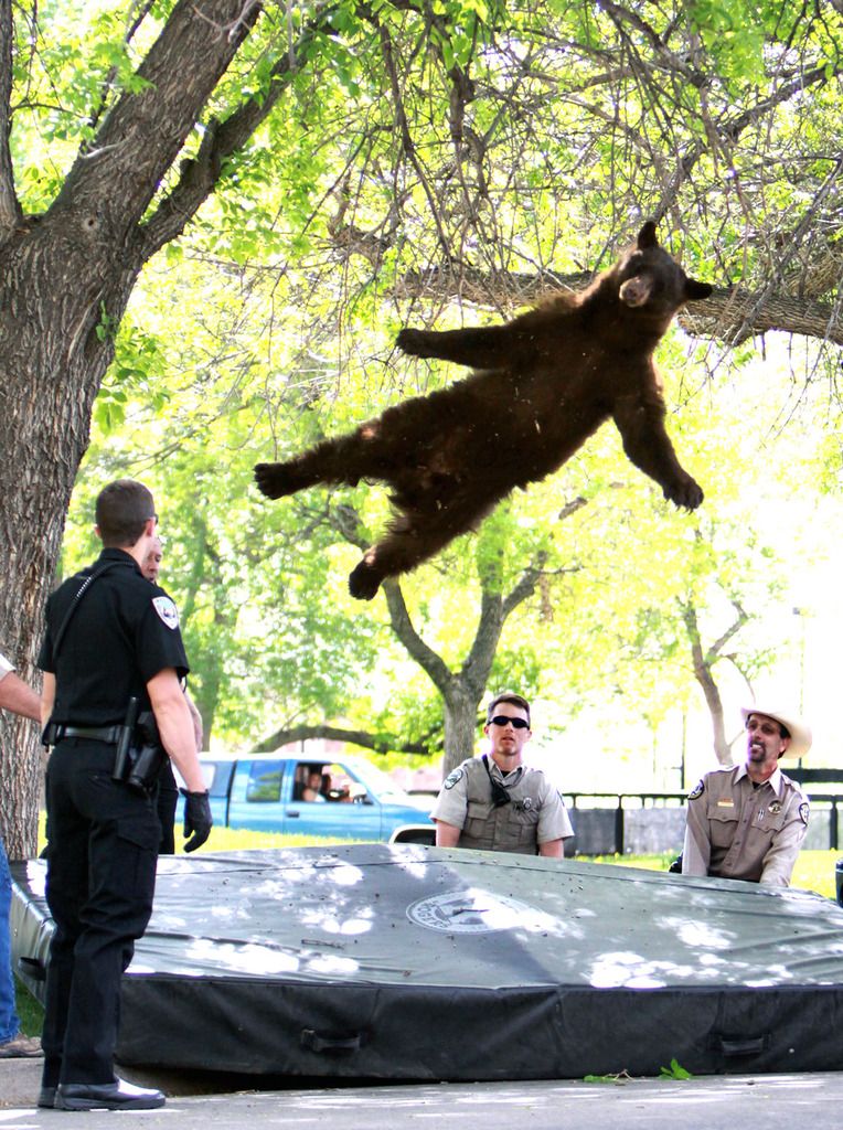 photo bear_falling_tree_zpsqw27mhaj.jpg