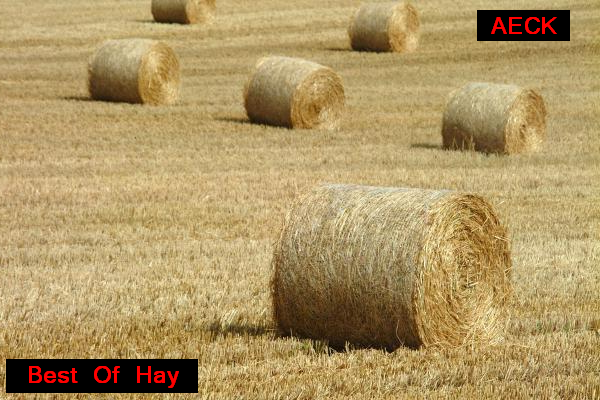 Best Of Hay