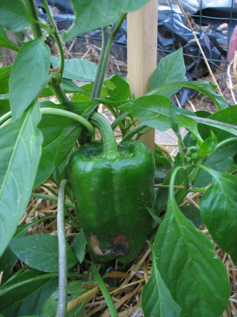  photo July2014016.jpg