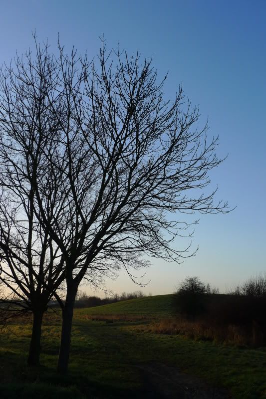 WinterMorningTree.jpg