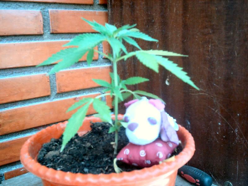 Posted Image