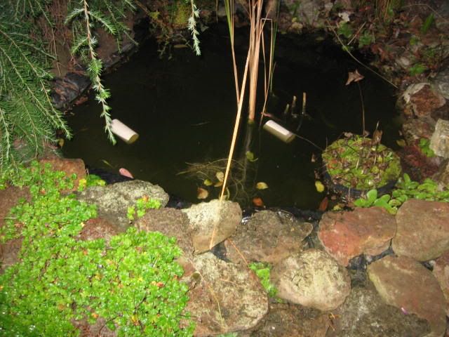 [img width=640 height=480]http://img.photobucket.com/albums/v140/juliewulie/IMG_0395.jpg[/img]