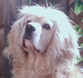 woof.jpg