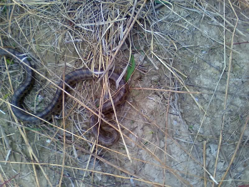 What kind of Snake is This? - Homesteading Questions