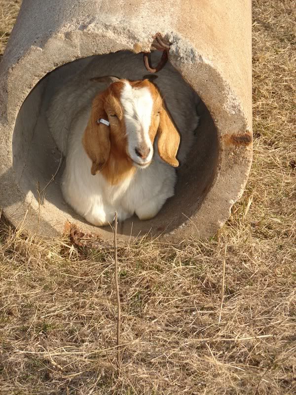 Try to beat this picture all!! - Goats