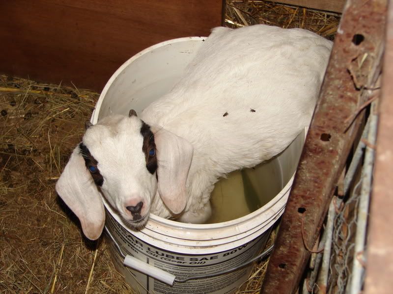 Try to beat this picture all!! - Goats