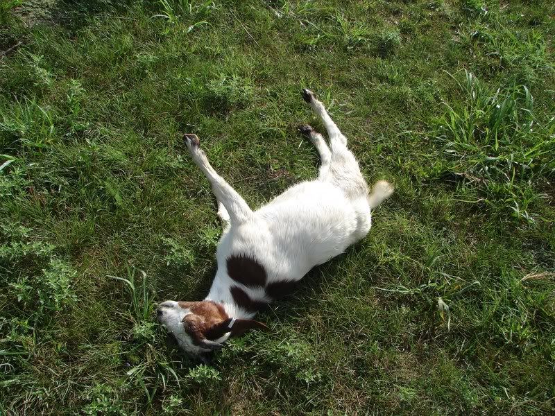 Try to beat this picture all!! - Goats