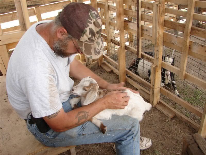 Try to beat this picture all!! - Goats