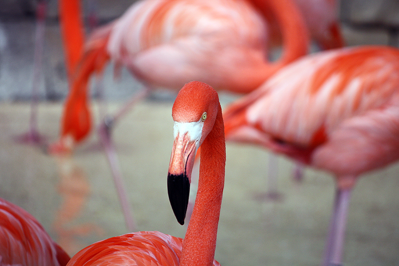 flamingo.png