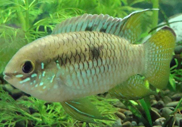 Flagcichlid.jpg