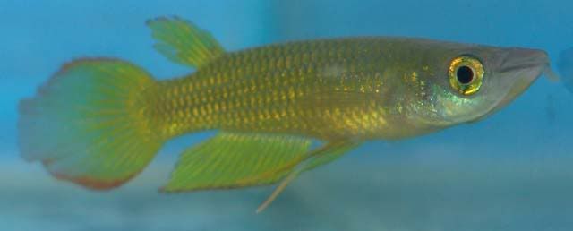 Aplocheiluslineatus.jpg