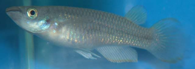 Aplocheiluslineatus3.jpg