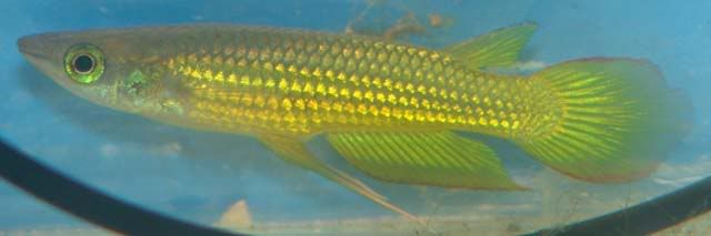 Aplocheiluslineatus4.jpg