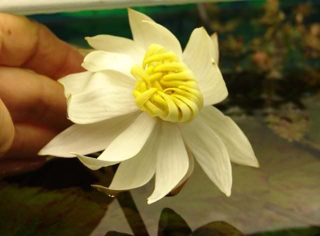 Lotusflower.jpg