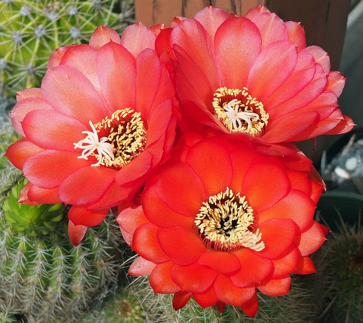 3cactusflowers_zpsa330e2b7.jpg