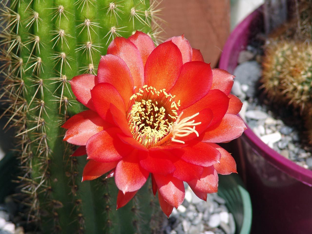 CactusflowerNov252012.jpg