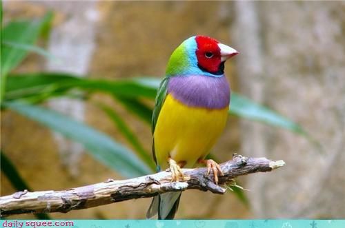 Rainbowfinch.jpg