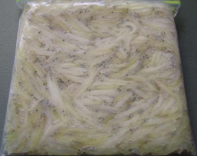 whitebait.jpg