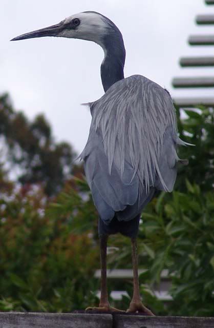 heron.jpg