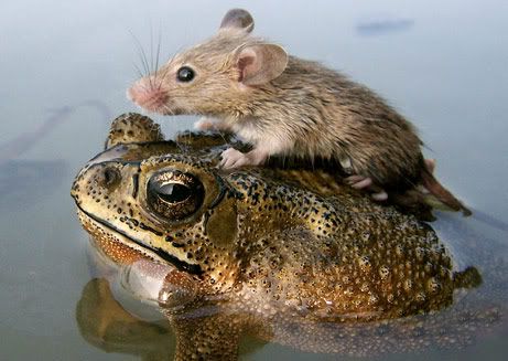 060705-mouse-frog_big_NationalGeographicbyunknown.jpg