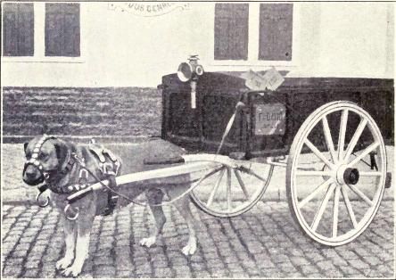 Draught_Dog_from_1915.jpg