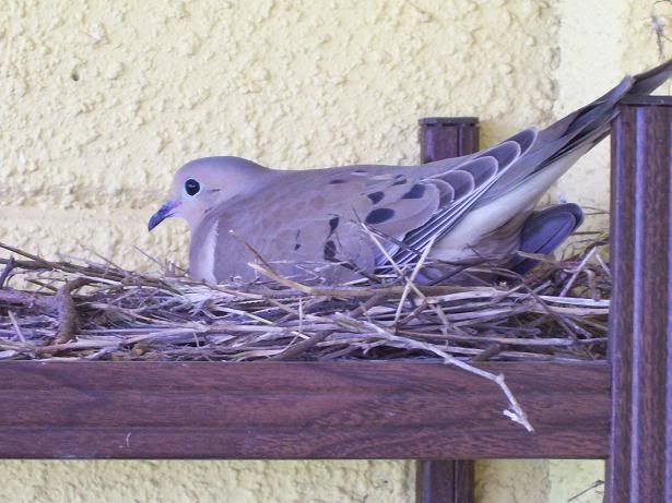 Image hosting by Photobucket