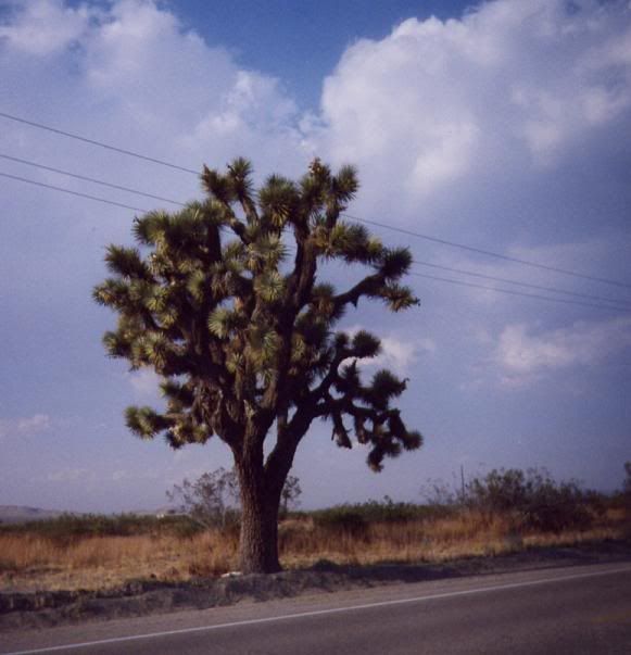 Image hosted by Photobucket.com