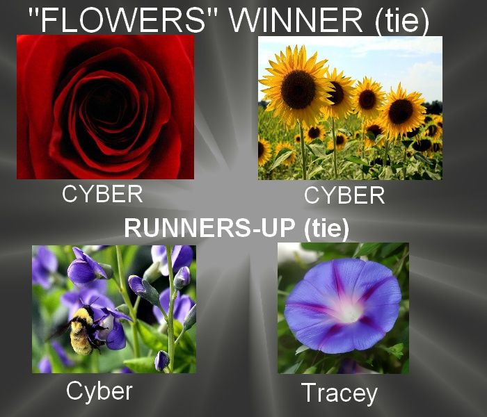  photo flowersWINNERS_zps9ff771e7.jpg